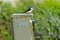 Two Tree Swallows iridoprocne bicolor perched on a nesting box in a nature preserve