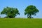 Two Trees Against blue sky with green grass and lots of open space, small robin in mid-ground.