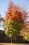 Two trees with autumn leaves that look like a flame with red at the top and green at the bottom in front of dark house