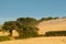 Two trees in a corn field