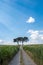 Two trees at the end of the road in italian countryside in Tuscany, with blue sky and white clouds