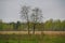 Two trees in the field - a metaphor of love couples. the nature of Northern Russia. landscape desert meadow, understory and