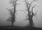 Two trees in a foggy landscape in the woods in black and white