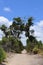 Two trees forming natural arch cross over road