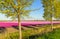 Two trees in front of violet and pink tulips blossoming in a rural landscape