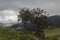 Two trees growin up surrounded by big stones in middle of andean countryside with mountain valley