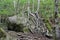 Two trees growing from a huge boulder along a hiking trail in Cape Breton