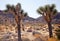 Two Trees Joshua Tree National Park