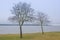 Two trees by Lake Vanern