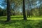 Two trees in the meadow illuminated by sunlight in front of forest