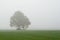 Two trees in the misty field