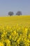 Two trees and rapeseed