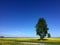 Two trees on rapeseed spring field landscape