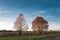 Two trees with red leaves lit by sun