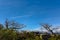 Two trees shaping the landscape of snowy mountains