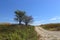 Two trees at the side of a lonely gravel road