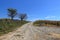 Two trees at the side of a lonely gravel road