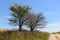 Two trees at the side of a lonely gravel road