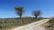 Two trees at the side of a lonely gravel road