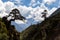 Two trees silhouette above mountain canyon gorge river.