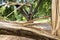 Two trees are splintered in half after severe storm