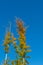 Two treetops and blue sky in autumn colors