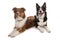 Two tri border collie dogs laying isolated on a white background