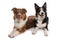 Two tri border collie dogs laying isolated on a white background