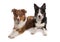 Two tri border collies isolated on a white background in a studio