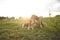 Two tri-color beagle dogs are lying on the grass field in the evening under sunflare ,selective focus