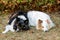 Two tri-color shetland sheepdog sleeping