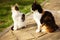 Two tricolor cats sitting in the summer garden