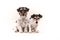 Two tricolor dogs are sitting in front of white background. Small pack of Jack Russell Terrier doggies