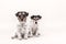 Two tricolor dogs are sitting in front of white background. Small pack of Jack Russell Terrier doggies