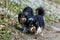 Two tricolor shetland sheepdog walking