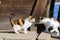 Two tricolor white, red and black homeless female cats are standing near the wooden cat house in the park