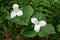 Two Trillium flowers and ferns on the forest floor