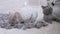 Two Trimmed Domestic British Grey Cats Lie on the Floor with a Pile of Cat Wool
