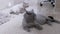 Two Trimmed Domestic British Grey Cats Lie on the Floor with a Pile of Cat Wool