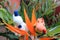 Two trolls in the tropical flower in mexican garden