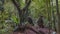 Two tropical birds dusky-legged guan (Penelope obscura) are sitting on a fallen tree trunk.