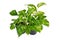 Two tropical `Epipremnum Aureum Golden Pothos` house plants in flower pots on white background