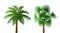 Two Tropical lush dark green palm trees of different types. illustration