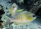 Two tropical silver fish with yellow spots and yellow fins Cardinalfish