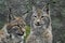 Two trot faces close up, the background is out of focus. a beautiful face of a lynx with clear eyes and a look at you; close-up; a