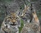 Two trot faces close up, the background is out of focus. a beautiful face of a lynx with clear eyes and a look at you; close-up; a