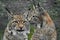 Two trot faces close up, the background is out of focus. a beautiful face of a lynx with clear eyes and a look at you; close-up; a