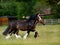 Two Trotting Horses