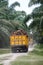 Two trucks loaded with oil palm fruits bunches in the plantation.