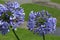 Two True Blue Allium Blooming Flower Heads